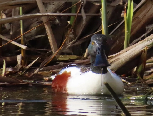 Northern Shoveler